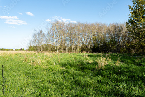 wild field meadow and grove on the outskirts of the city abandoned park spring background with copy-space