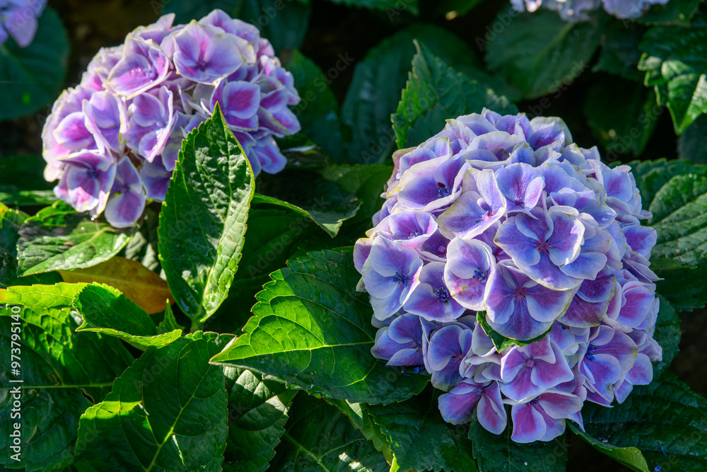 Blooming Hydrangeas flowers in the garden at Chiang Mai, Thailand. Blooming Hydrangeas flowers in the garden at Chiang Mai, Thailand.