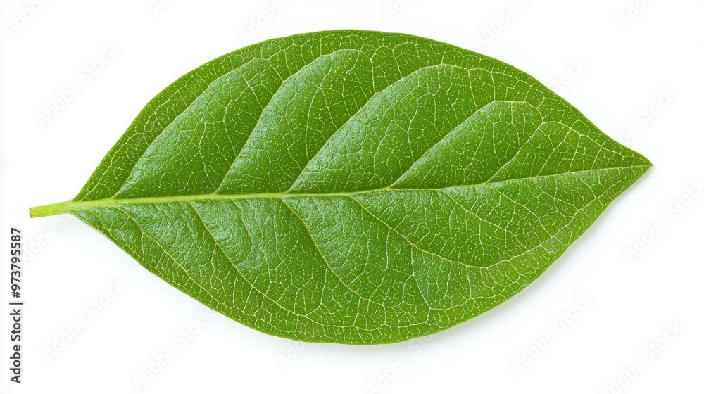 Obraz premium Green Leaf with Veins Isolated on White Background