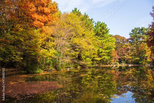 日本の風景・秋　東京都練馬区　紅葉の光が丘公園