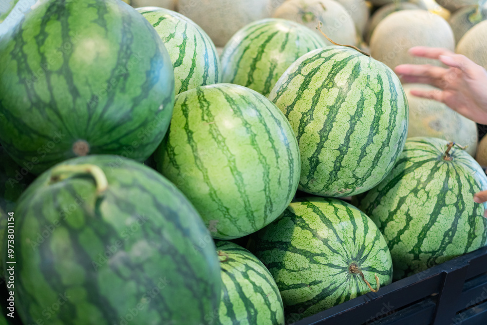 Fresh Watermelons in Market Display Fresh Watermelons in Market Display