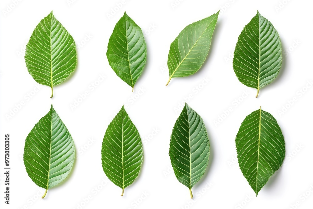 Walnut leaves collection. Leaves top view isolated. Green walnut leaf on white background. Flat lay leaf with clipping path. Full depth of field. Perfect not AI walnut leaf, true photo, ai Walnut leaves collection. Leaves top view isolated. Green walnut leaf on white background. Flat lay leaf with clipping path. Full depth of field. Perfect not AI walnut leaf, true photo, ai