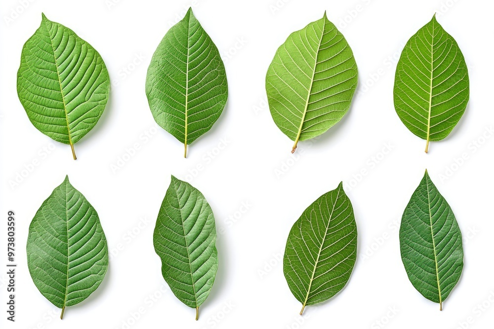 Walnut leaves collection. Leaves top view isolated. Green walnut leaf on white background. Flat lay leaf with clipping path. Full depth of field. Perfect not AI walnut leaf, true photo, ai Walnut leaves collection. Leaves top view isolated. Green walnut leaf on white background. Flat lay leaf with clipping path. Full depth of field. Perfect not AI walnut leaf, true photo, ai