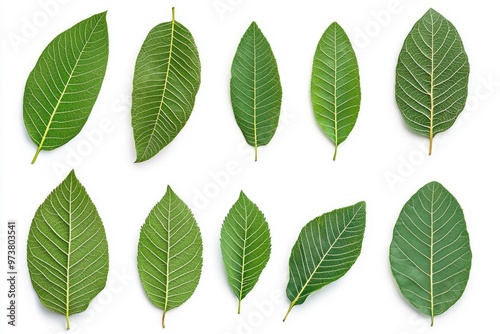 Walnut leaves collection. Leaves top view isolated. Green walnut leaf on white background. Flat lay leaf with clipping path. Full depth of field. Perfect not AI walnut leaf, true photo, ai