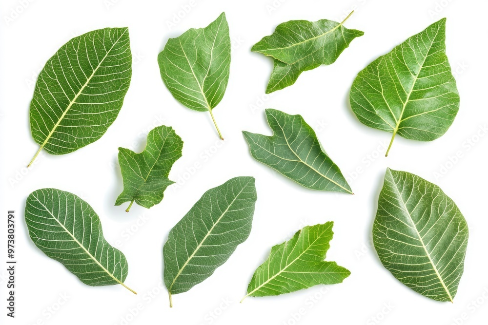 Walnut leaves collection. Leaves top view isolated. Green walnut leaf on white background. Flat lay leaf with clipping path. Full depth of field. Perfect not AI walnut leaf, true photo, ai Walnut leaves collection. Leaves top view isolated. Green walnut leaf on white background. Flat lay leaf with clipping path. Full depth of field. Perfect not AI walnut leaf, true photo, ai