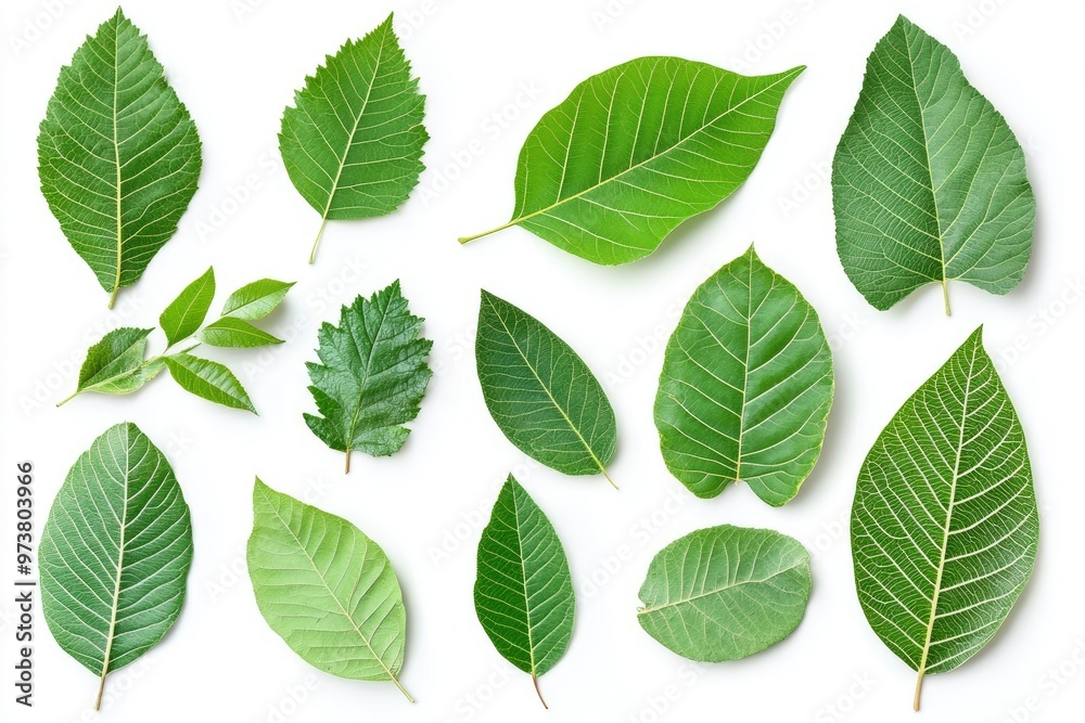 Walnut leaves collection. Leaves top view isolated. Green walnut leaf on white background. Flat lay leaf with clipping path. Full depth of field. Perfect not AI walnut leaf, true photo, ai Walnut leaves collection. Leaves top view isolated. Green walnut leaf on white background. Flat lay leaf with clipping path. Full depth of field. Perfect not AI walnut leaf, true photo, ai