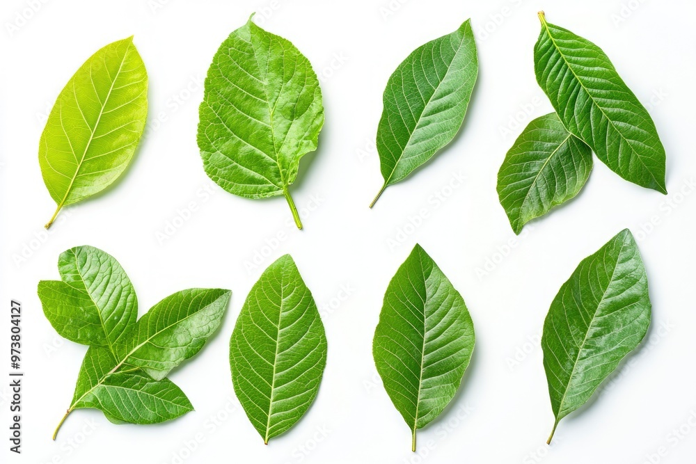 Walnut leaves collection. Leaves top view isolated. Green walnut leaf on white background. Flat lay leaf with clipping path. Full depth of field. Perfect not AI walnut leaf, true photo, ai Walnut leaves collection. Leaves top view isolated. Green walnut leaf on white background. Flat lay leaf with clipping path. Full depth of field. Perfect not AI walnut leaf, true photo, ai
