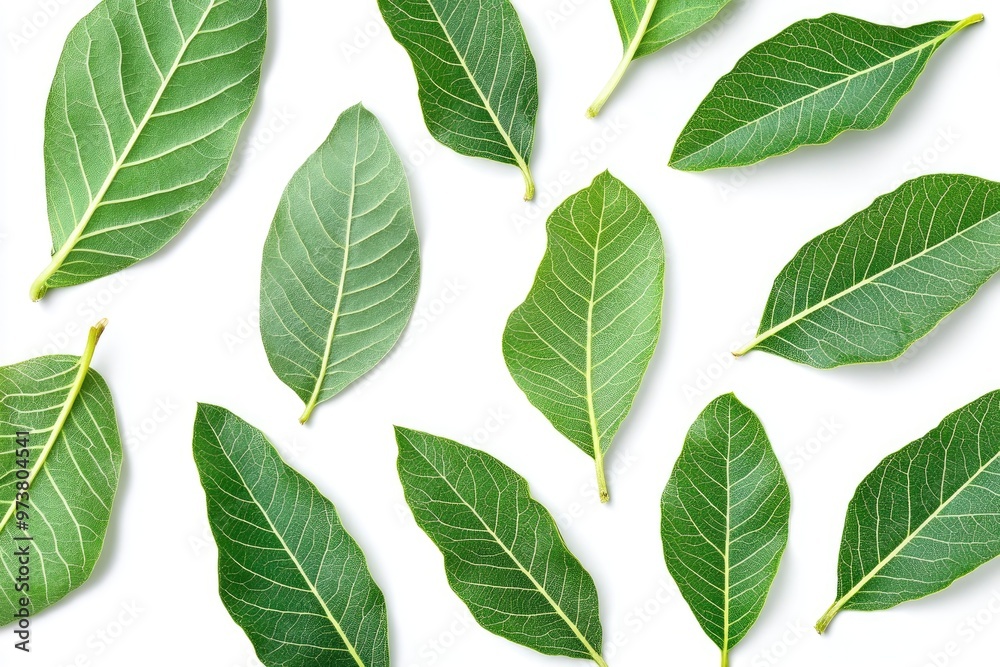 Walnut leaves collection. Leaves top view isolated. Green walnut leaf on white background. Flat lay leaf with clipping path. Full depth of field. Perfect not AI walnut leaf, true photo, ai Walnut leaves collection. Leaves top view isolated. Green walnut leaf on white background. Flat lay leaf with clipping path. Full depth of field. Perfect not AI walnut leaf, true photo, ai