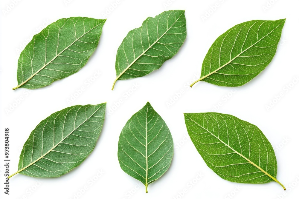 Walnut leaves collection. Leaves top view isolated. Green walnut leaf on white background. Flat lay leaf with clipping path. Full depth of field. Perfect not AI walnut leaf, true photo, ai Walnut leaves collection. Leaves top view isolated. Green walnut leaf on white background. Flat lay leaf with clipping path. Full depth of field. Perfect not AI walnut leaf, true photo, ai
