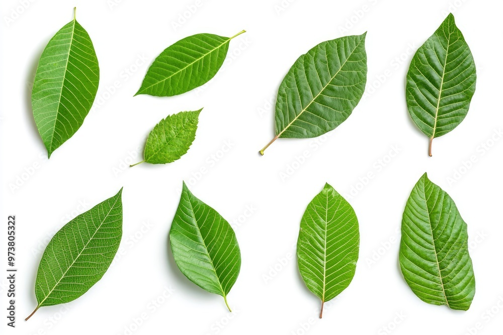 Walnut leaves collection. Leaves top view isolated. Green walnut leaf on white background. Flat lay leaf with clipping path. Full depth of field. Perfect not AI walnut leaf, true photo, ai Walnut leaves collection. Leaves top view isolated. Green walnut leaf on white background. Flat lay leaf with clipping path. Full depth of field. Perfect not AI walnut leaf, true photo, ai