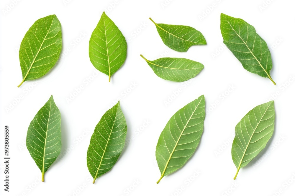 Walnut leaves collection. Leaves top view isolated. Green walnut leaf on white background. Flat lay leaf with clipping path. Full depth of field. Perfect not AI walnut leaf, true photo, ai Walnut leaves collection. Leaves top view isolated. Green walnut leaf on white background. Flat lay leaf with clipping path. Full depth of field. Perfect not AI walnut leaf, true photo, ai