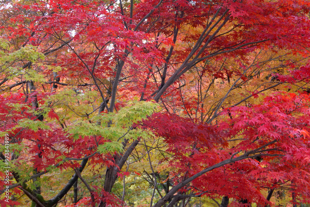 Naklejka premium Early autumn in Kyoto / 初秋,小さい秋を感じる京都の風景(東山界隈)