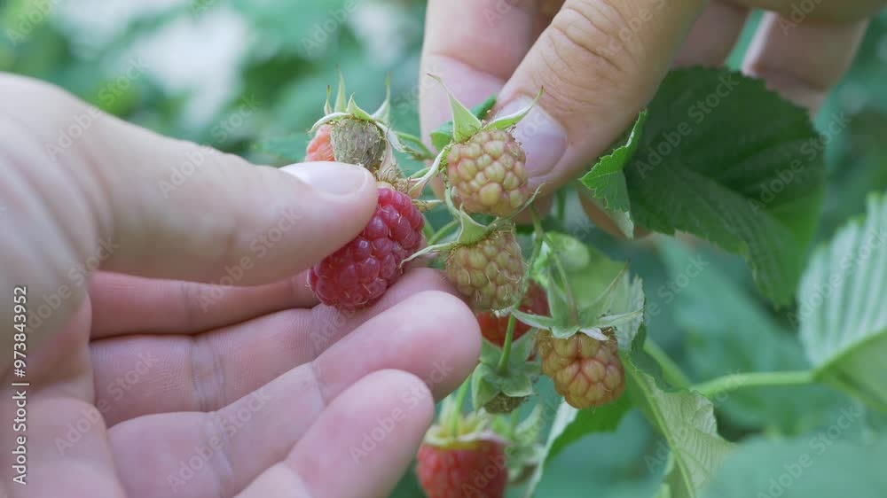 Close-up: collecting ripe raspberries, nature's colorful abundance. Fresh and juicy ripe berries. Summer harvest. Red berry fruit, raw food. Green blurred light background. Harvest from home garden