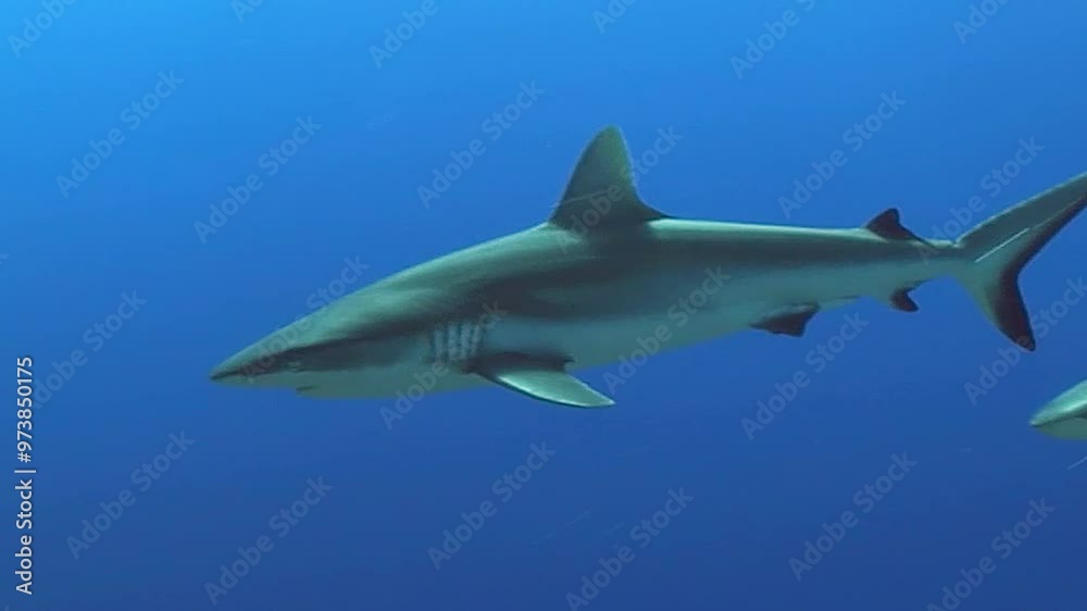 White shark close up on deep in blue ocean and floats over coral reef
