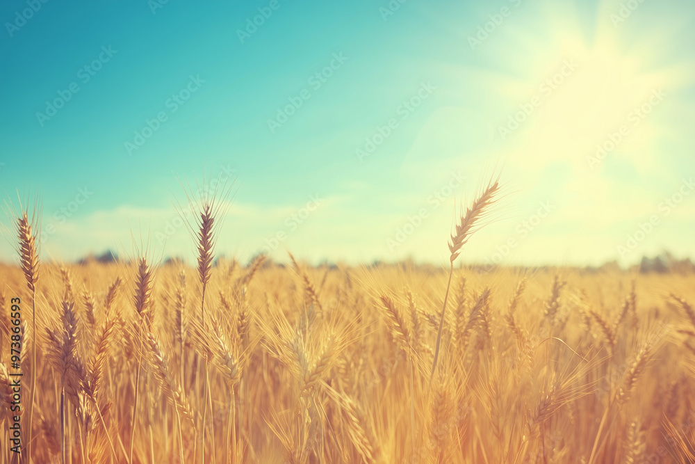 Naklejka premium golden wheat field