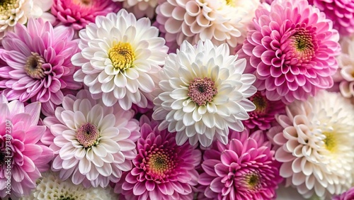 Floral background with white and pink chrysanthemum flowers