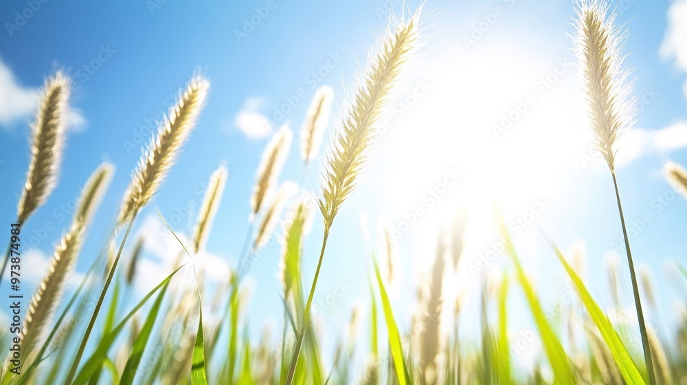 Sunny Summer Meadow with Tall Grass and Blue Sky Sunny Summer Meadow with Tall Grass and Blue Sky