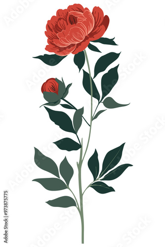 A single red peony blossom with a bud on a green stem against a white background.
