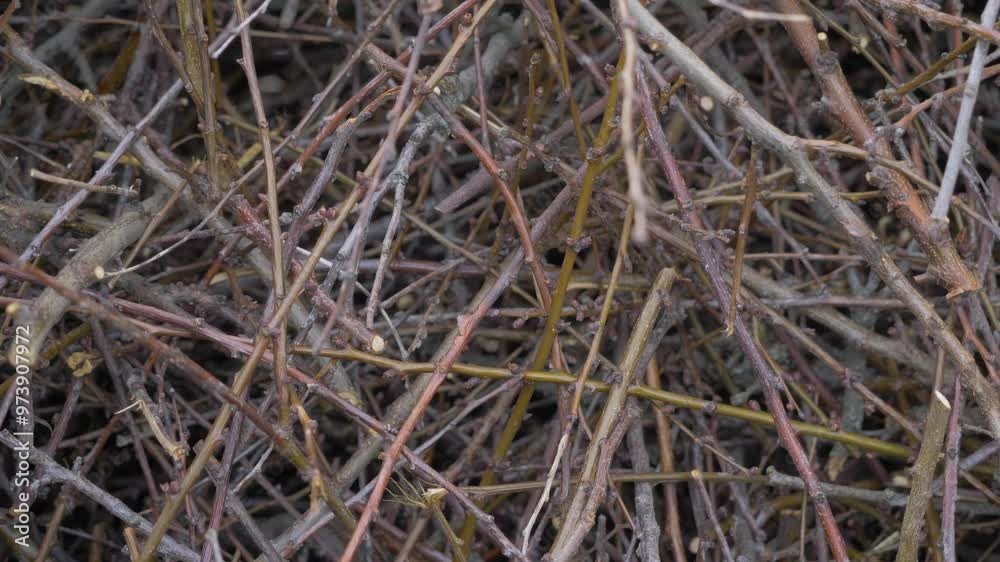 Cut down small branches of the apricot tree. Freshly cut wood branch at backyard. Spring gardening Cut down small branches of the apricot tree. Freshly cut wood branch at backyard. Spring gardening
