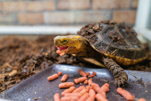 餌を食べるセマルハコガメ photo