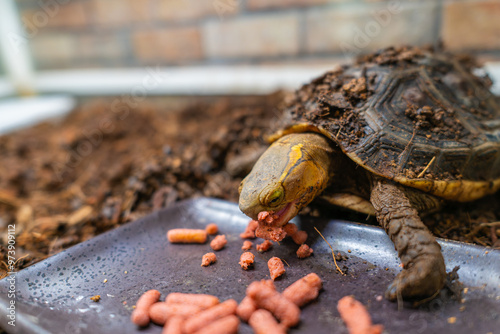 餌を食べるセマルハコガメ photo