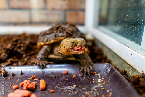 餌を食べるセマルハコガメ photo