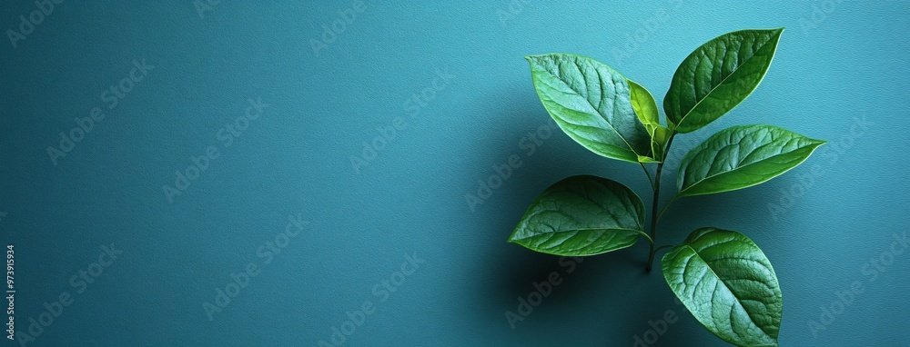 Fototapeta premium Green Leaf on Teal Background Minimalist Nature Design