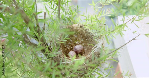 Abandoned nest of house sparrow with two eggs with brown spots on tree branches. Bird leaves nest because it is unsafe with predators.