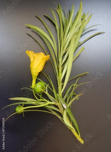 Yellow oleander  photo