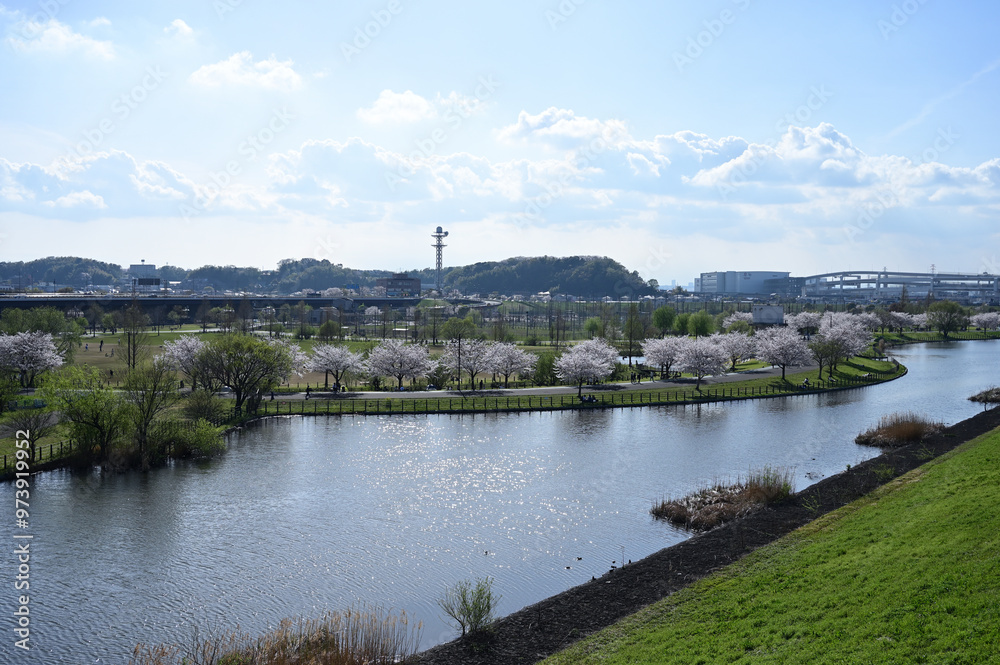 Obraz premium 鶴見川沿いの桜