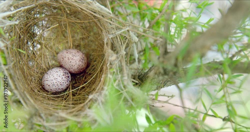 Close-up abandoned nest of house sparrow with two eggs on tree branches. Bird nest with untidy, bulky structures made of twigs, grasses and added feathers for insulation. 