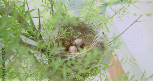 Abandoned nest of house sparrow with two eggs on tree branches. Bird nest with untidy, bulky structures made of twigs, grasses and added feathers for insulation. Camera pulls back shot.
