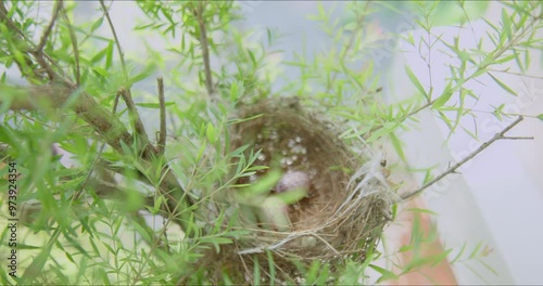 Abandoned nest of house sparrow with two eggs on tree branches. Bird nesting in human habitat and backyard showing its urban adaptation. Camera pushes in shot.