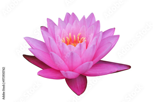 Pink Lotus flower isolated on transparent background png file