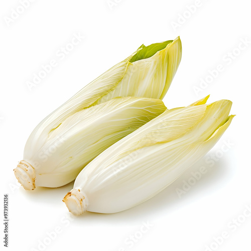 belgium endives isolated on white background