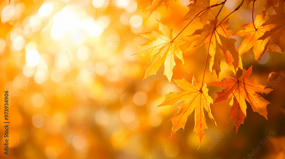 crisp, detailed shot of maple leaves turning shades of yellow and orange, with each leaf perfectly crisp, detailed shot of maple leaves turning shades of yellow and orange, with each leaf perfectly