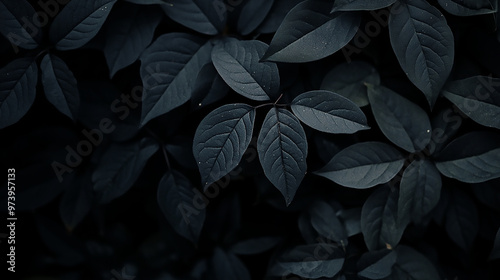 Wallpaper Mural background, natural, garden, tropical, photo, peaceful, park, outdoor, macro, light, life, shadow, green, forest, earth, decorative, creation, nature, dark, leaf, flat, up, zen, screen, symbolic, divi Torontodigital.ca