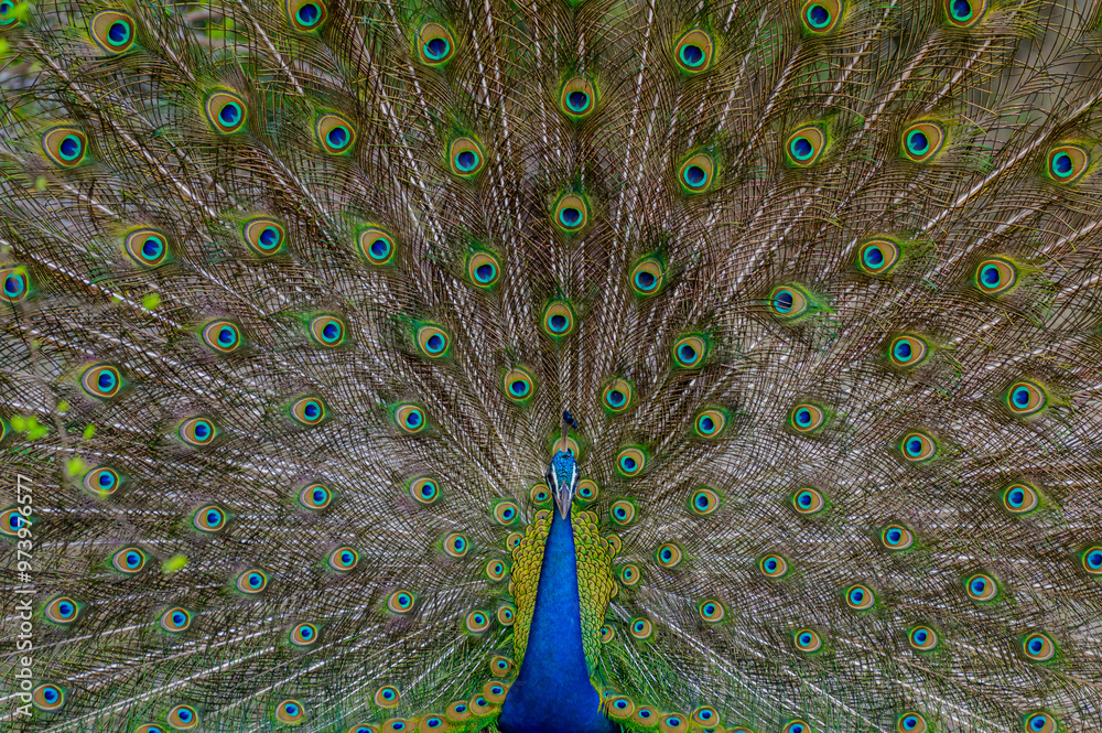 Obraz premium Peacock 