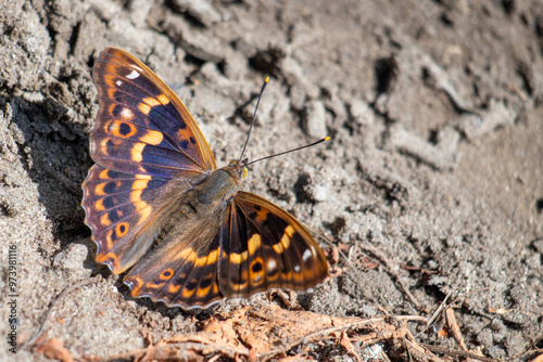 A beautiful butterfly with vibrant blue and orange patterns resting on sandy ground in the warm sunlight of a spring afternoon