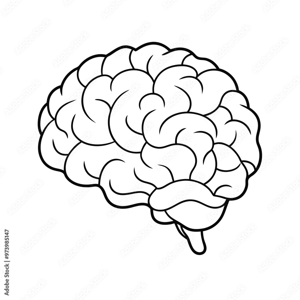 Detailed Brain Vector Graphic, Brain Anatomy Vector Illustration.
