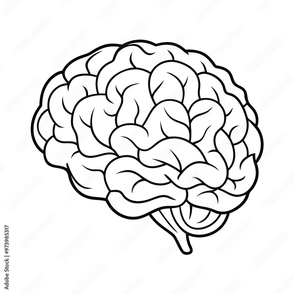 Detailed Brain Vector Graphic, Brain Anatomy Vector Illustration. Detailed Brain Vector Graphic, Brain Anatomy Vector Illustration.