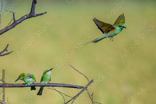 Green bee eater  photo