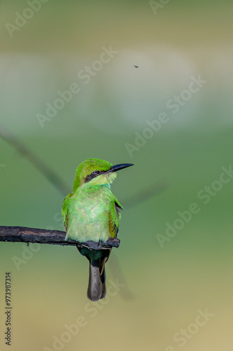 Green bee eater  photo