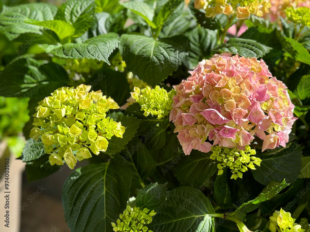 Hydrangea flowers pink greenish blossom in garden Hydrangea flowers pink greenish blossom in garden