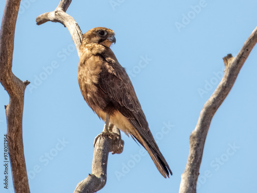 Brown Falcon - Falco berigora in Australia photo