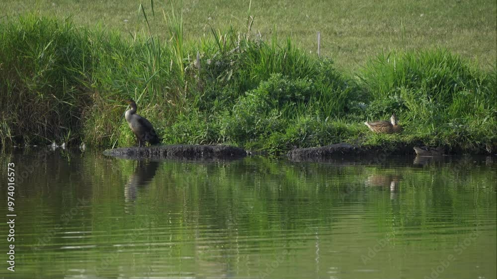 Cormorant and an American Coot resting by the shore of a lake in Elk Island National Park, Edmonton. Captures their peaceful behavior in a natural habitat. Ideal for nature and wildlife content. Cormorant and an American Coot resting by the shore of a lake in Elk Island National Park, Edmonton. Captures their peaceful behavior in a natural habitat. Ideal for nature and wildlife content.