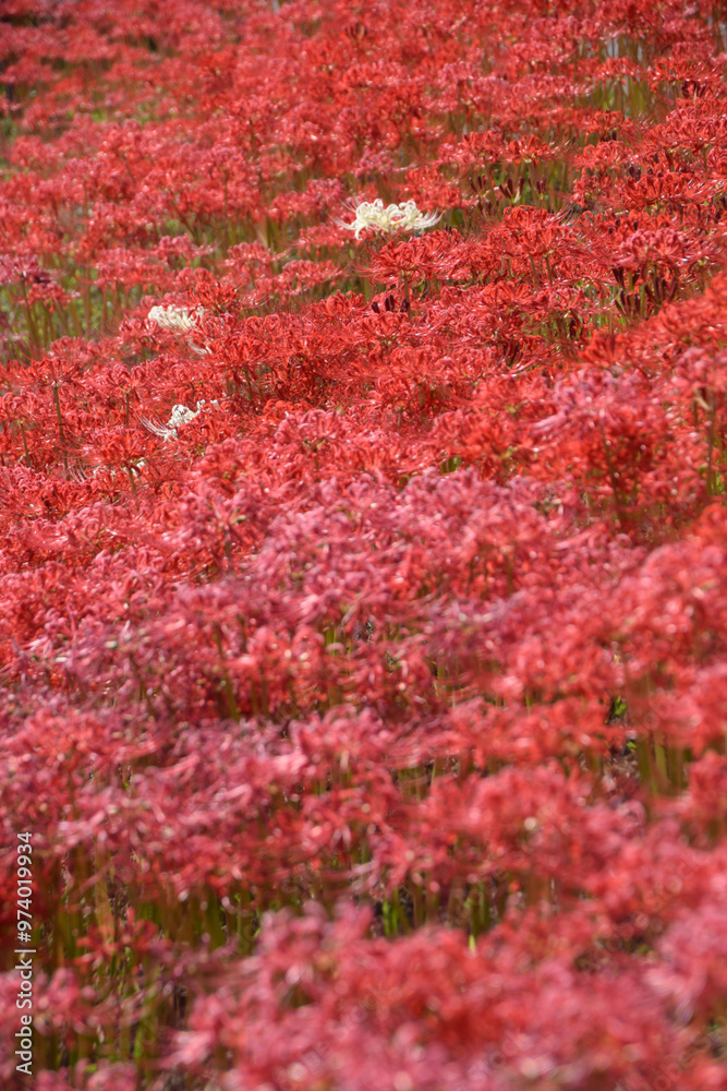 Spider lily (cluster amaryllis) / 河川の堤防に群生する紅白の彼岸花 Spider lily (cluster amaryllis) / 河川の堤防に群生する紅白の彼岸花