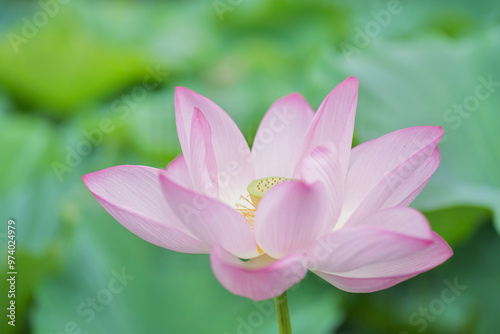 日本の夏 横浜の日本庭園の蓮の花 7月 8月