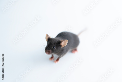 Small laboratory black mouse on white background photo