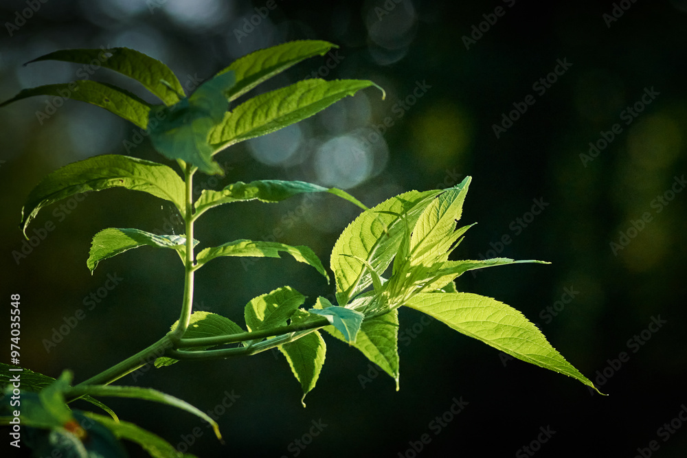 Natura Natura